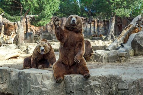 bear at the zoo