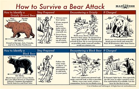 Bear Attack Rules