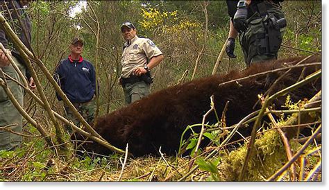 bear attack washington state