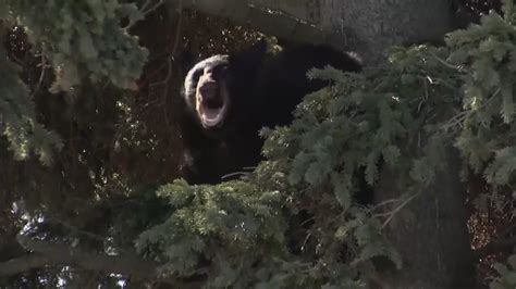 bear attacks in colorado 2023