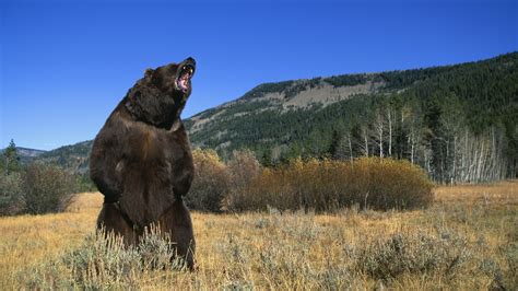bear attacks in usa
