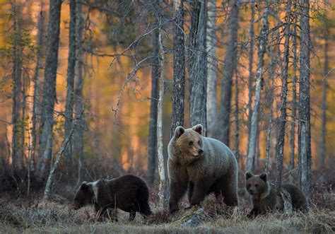 Bear Conservation Uk