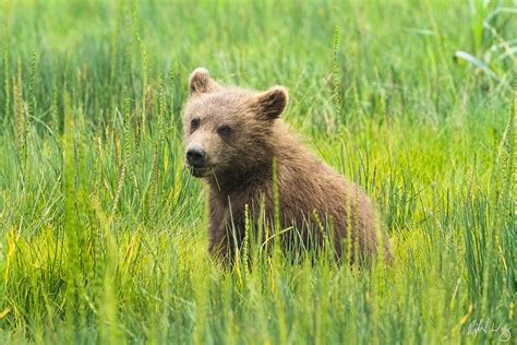 bear cubs in the wild