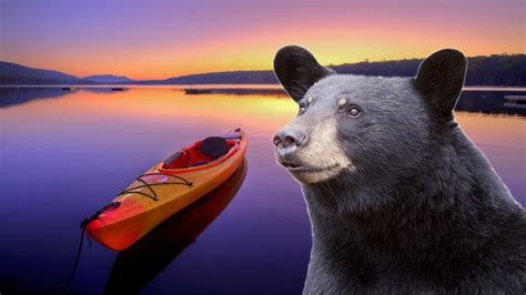 Watch woman yell 'bear don’t eat my kayak' as bear eats kayak Black