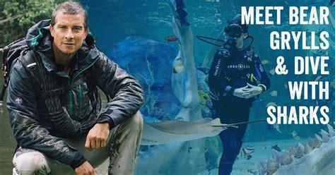 bear grylls shark dive reviews