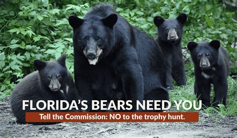 Bear Hunt In Florida