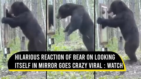 Bear In The Woods With Mirror