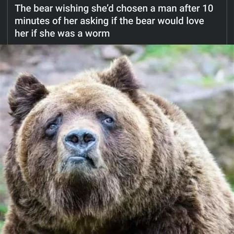 Io SERIOUS BEAR IS NOT AMUSED 35 Very Funny Bear Meme Photos and Images