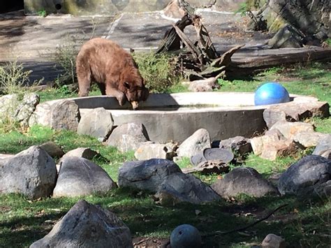 bear mountain ny zoo