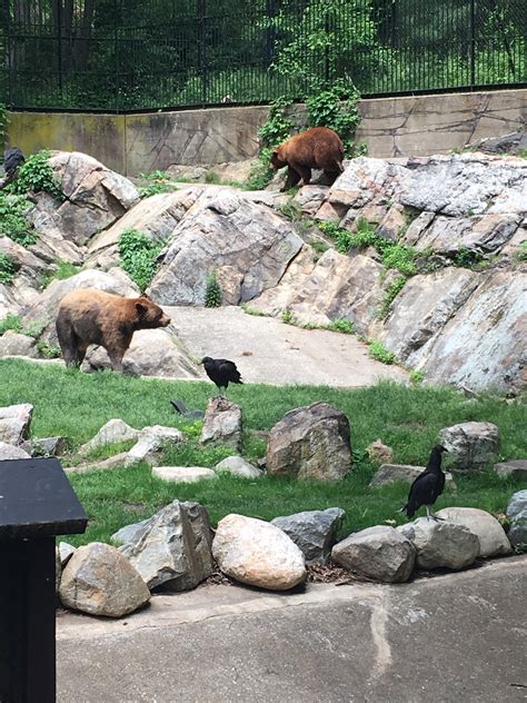 bear mountain zoo cost