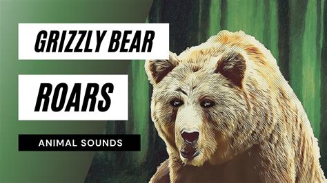 bear sounds 2023 youtube