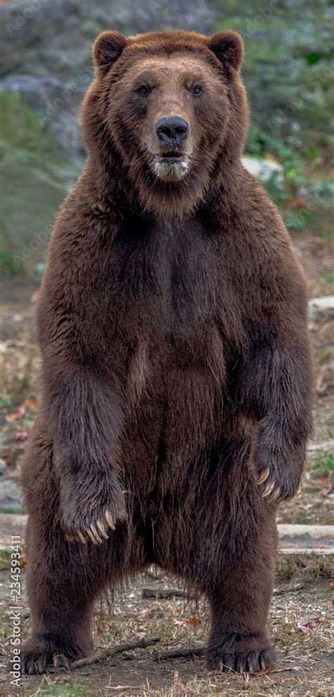 Bear Standing Up