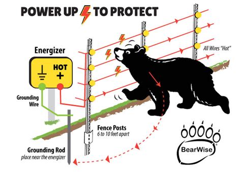Bear Vs Electric Fence
