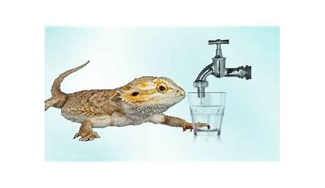 bearded dragon 2; Image ONLY