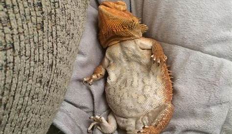 Reptile Bearded Dragon Cute Sleeping Relaxing Position Royalty-Free