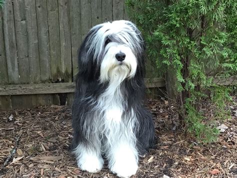 bearded collie breeders in pa