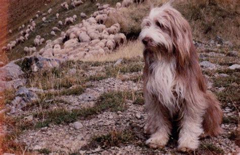 bearded collie club de france