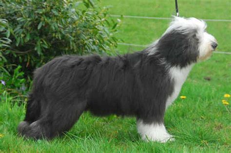 bearded collie club of victoria