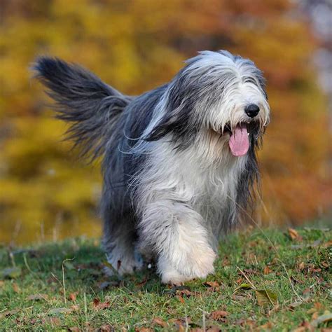 bearded collie dog pictures