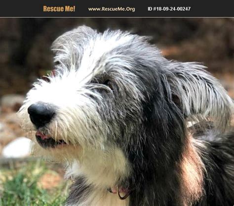 bearded collie for adoption