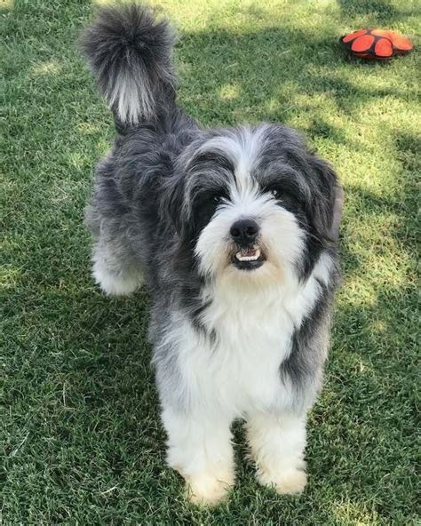 bearded collie mix for adoption