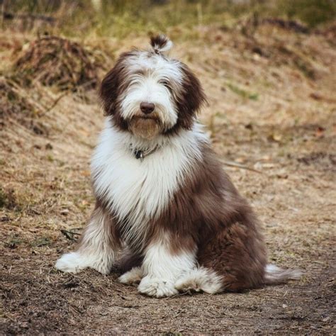 bearded collie mix puppies