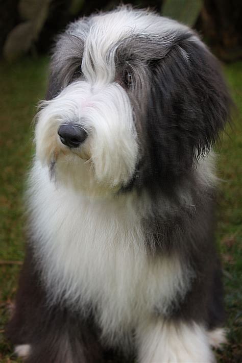 bearded collie puppies for sale scotland
