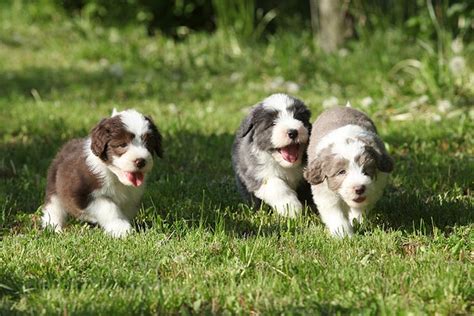 bearded collies for sale