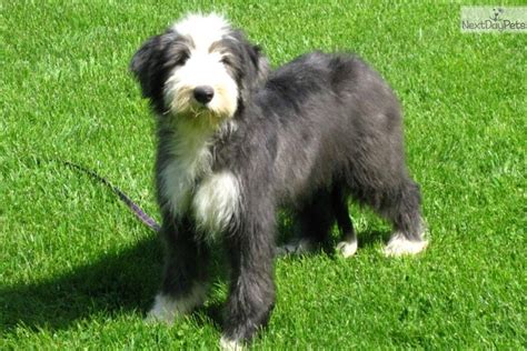 bearded collies for sale near me