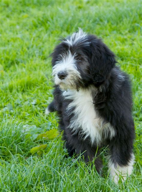 bearded collies for sale uk