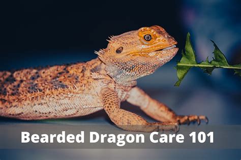 bearded dragon basic care guide