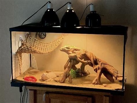 bearded dragon enclosure requirements