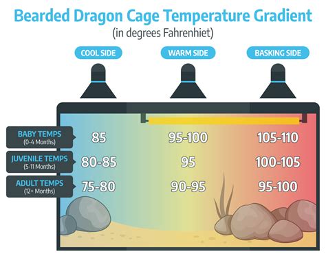 bearded dragon enclosure temperature requ