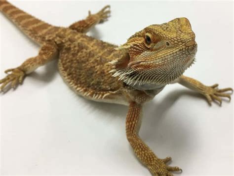 bearded dragon facts for kids