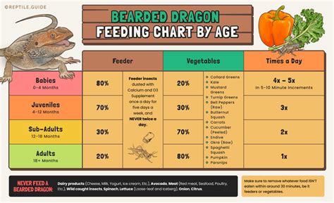 bearded dragon feeding chart by age