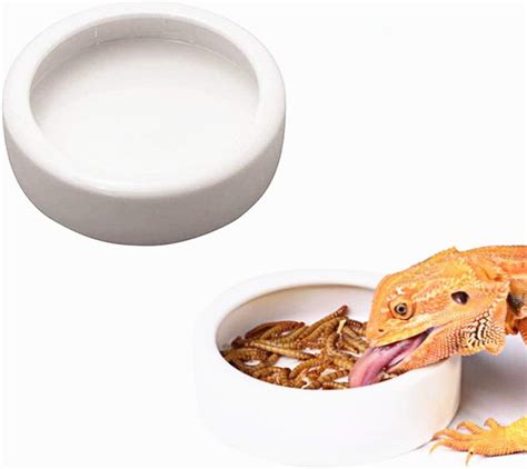 bearded dragon food bowl