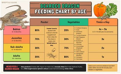 bearded dragon food delivery