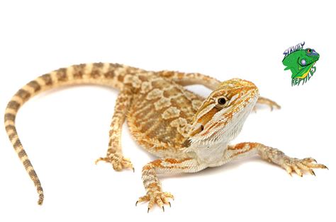 bearded dragon for sale michigan