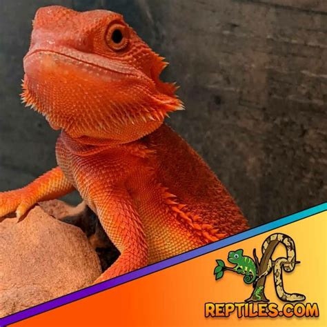 bearded dragon for sale online ca