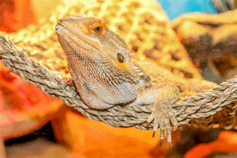 bearded dragon heating at night