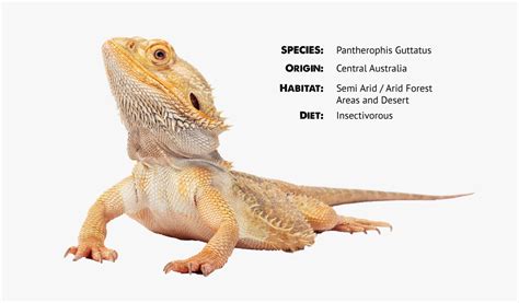bearded dragon information and facts