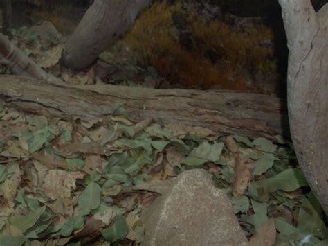 Bearded Dragon Litter