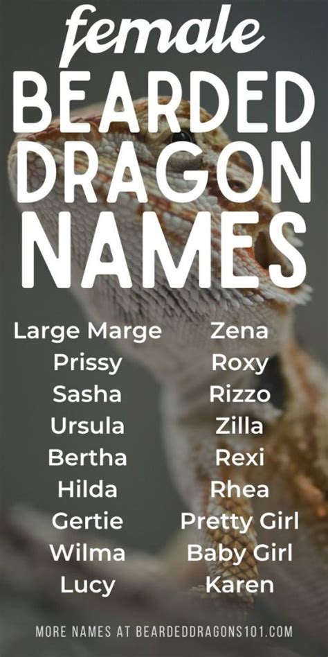 bearded dragon names girl