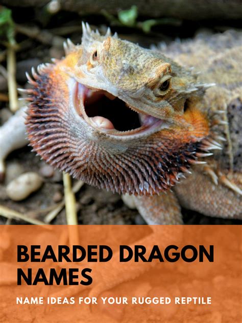 bearded dragon names list
