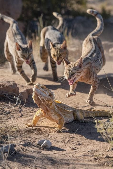 bearded dragon predators