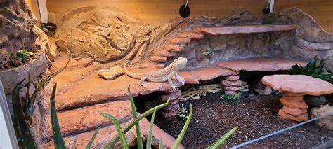 Bearded Dragon Substrate Diy