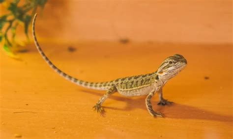 bearded dragon tail up