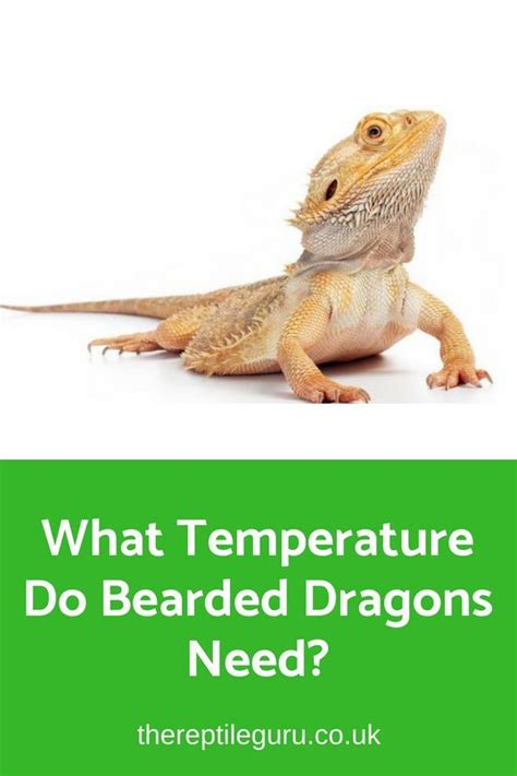 bearded dragon temperature uk