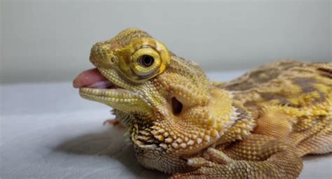 bearded dragon with mbd