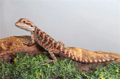 bearded dragons care guide